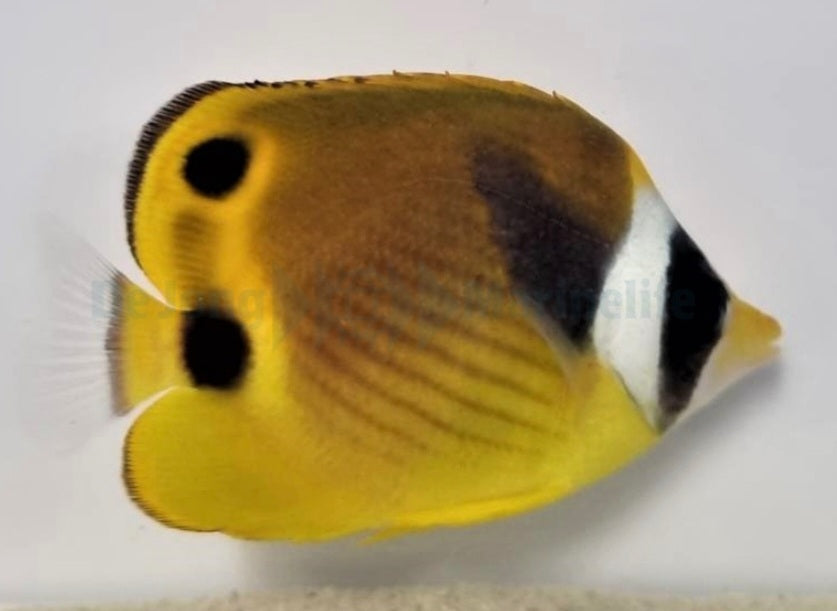 Mondsichel-Falterfisch - Chaetodon lunula