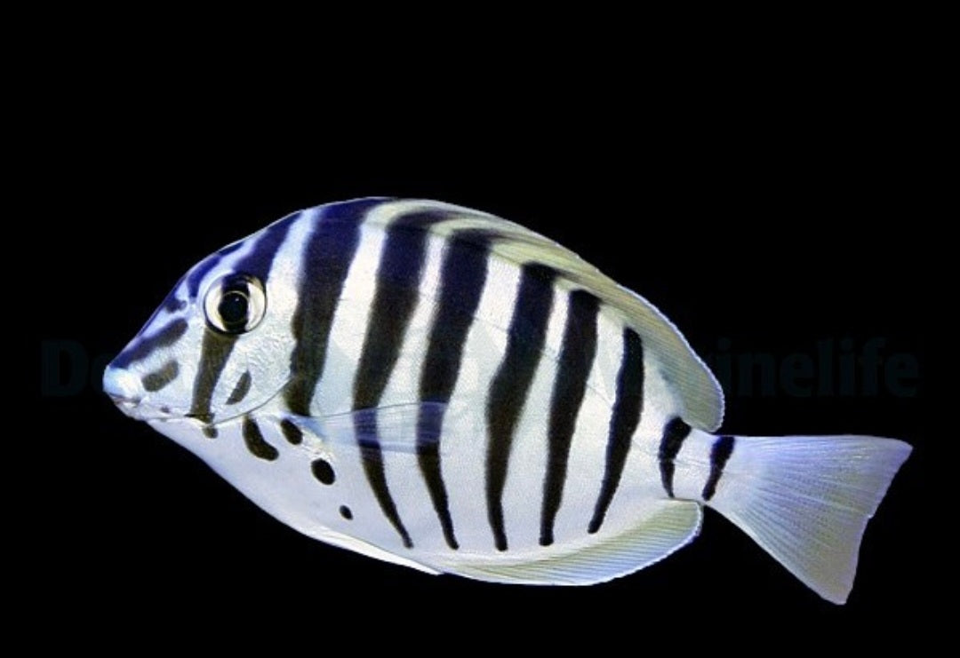 Acanthurus Polyzona