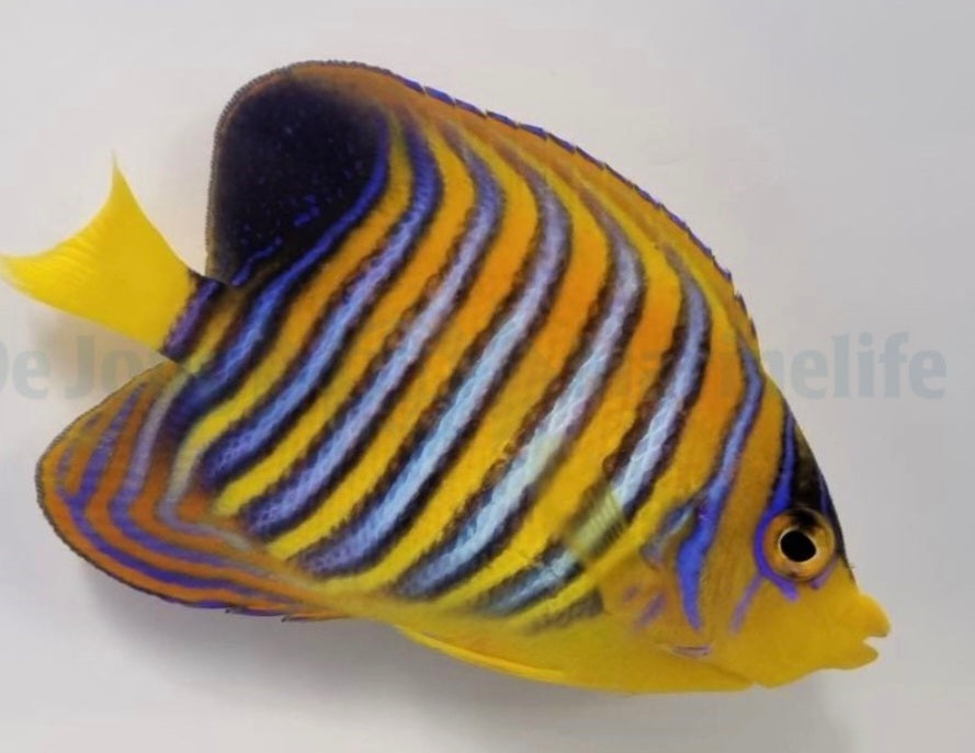 Pygoplites diacanthus (Red Sea) - Pfauenkaiser