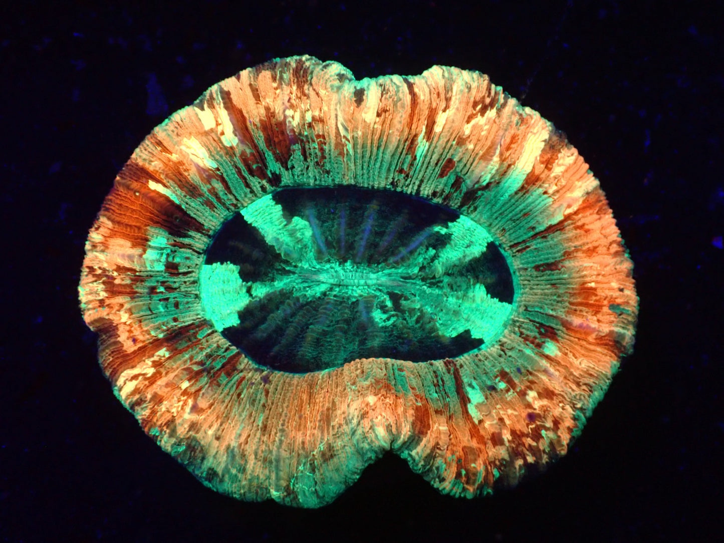 Trachyphyllia geoffroyi (Premium) L