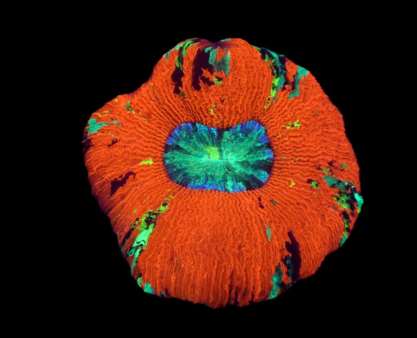 Trachyphyllia geoffroyi (Rot Premium)