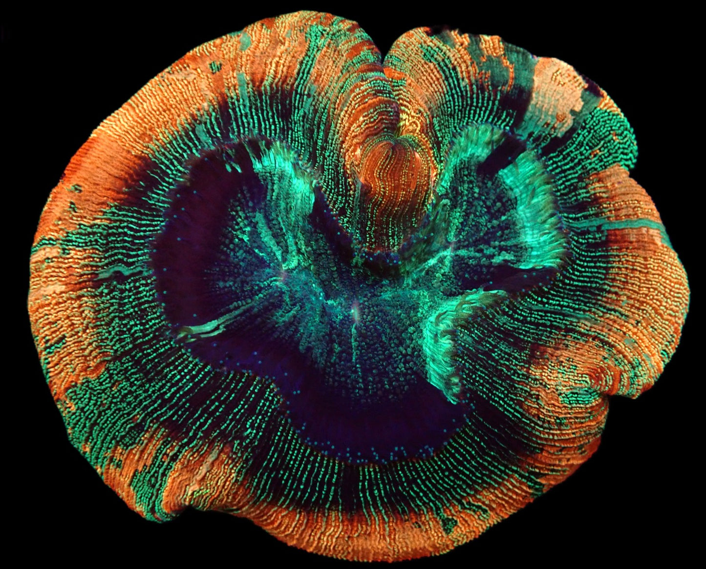 Trachyphyllia geoffroyi (Premium) XL