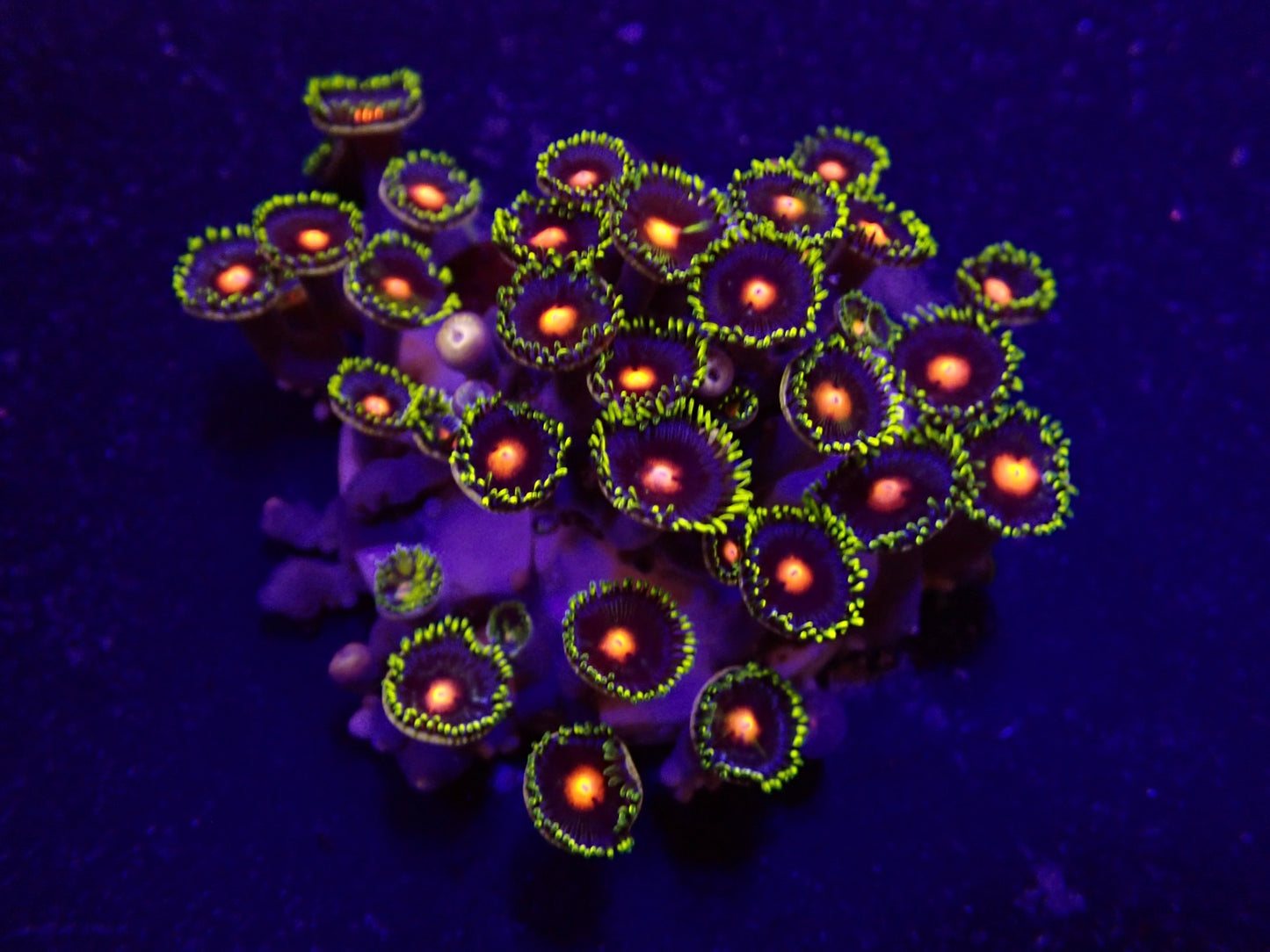 Zoanthus sp. (Blow Pop)