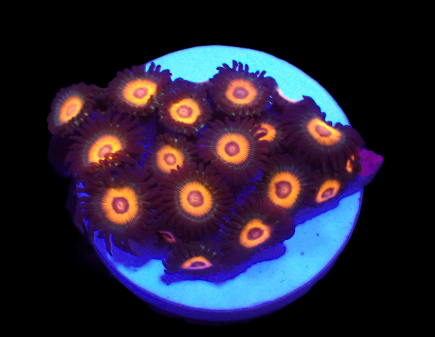 Zoanthus sp. (Johnny Pumpkin)