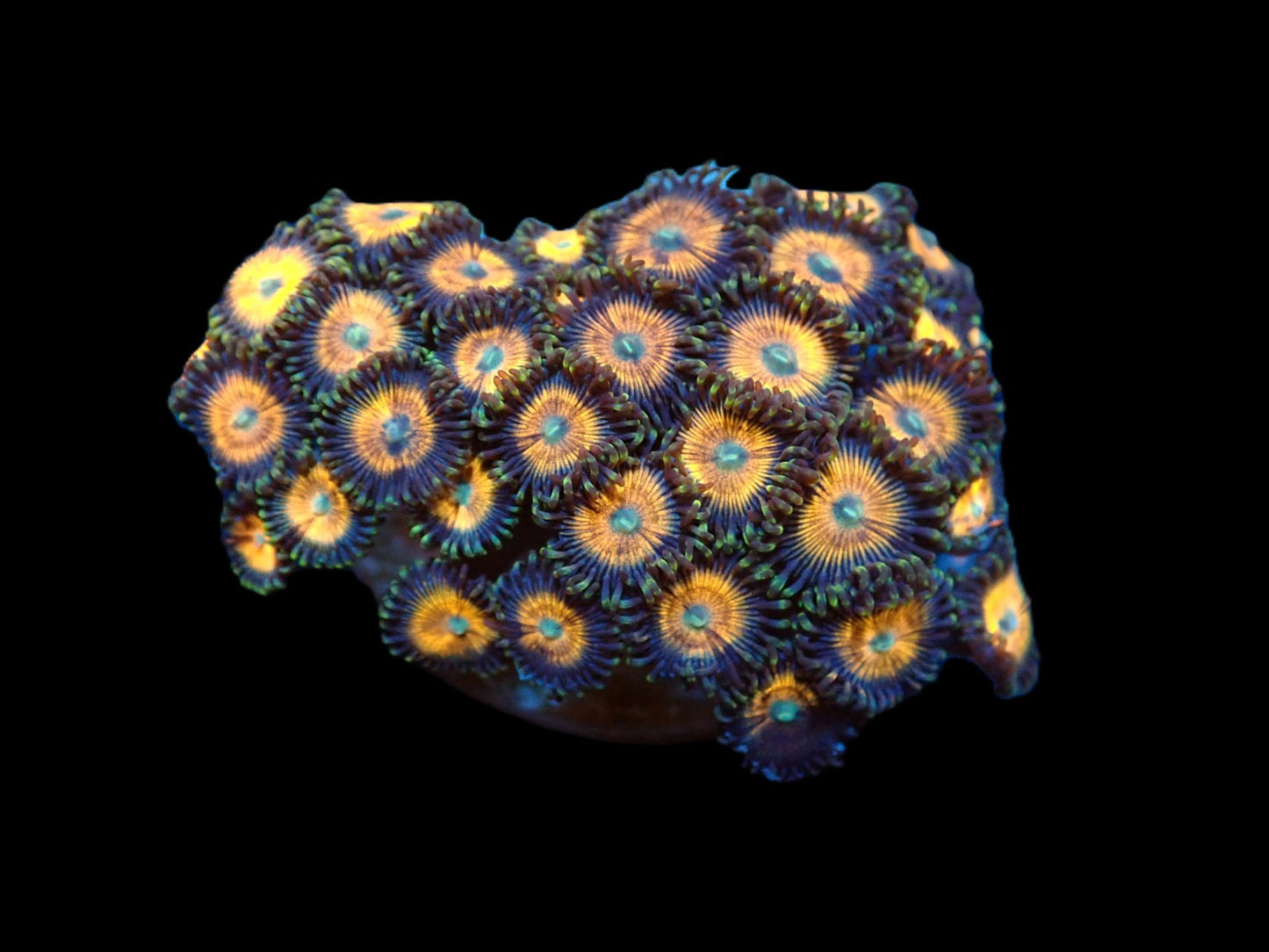 Zoanthus spp. (Premium)
