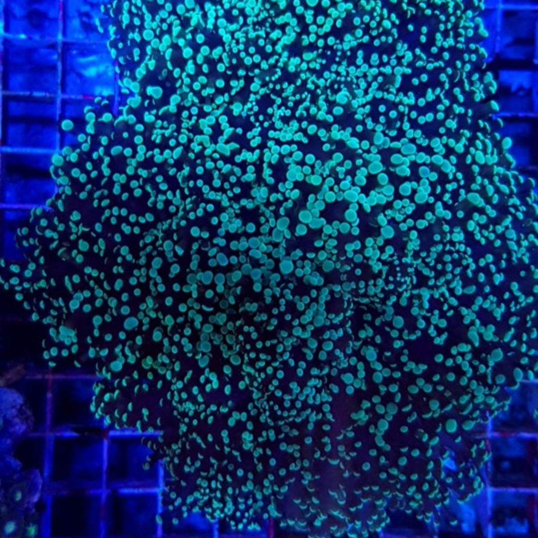 Euphyllia Divisa Grün