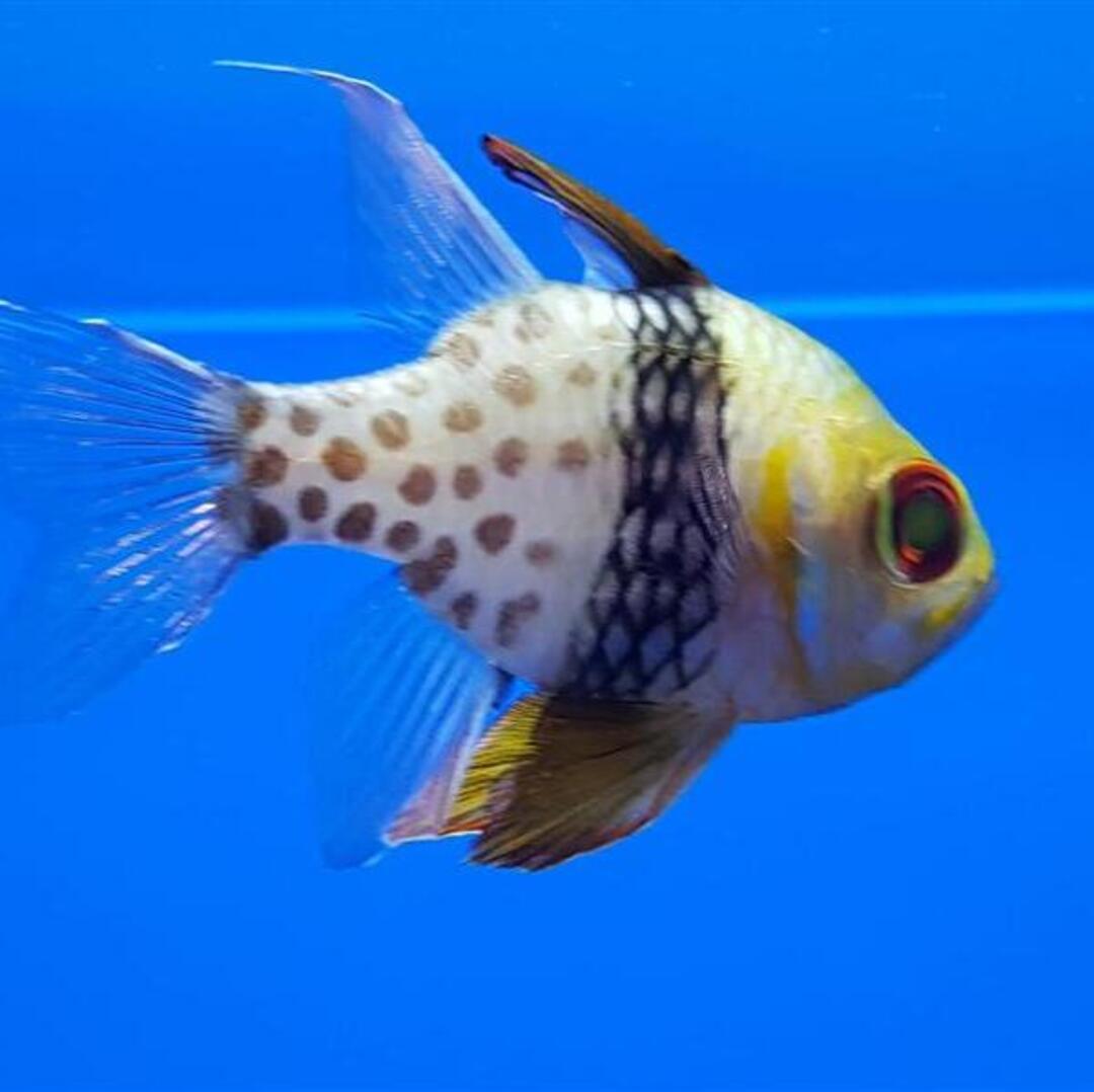 Sphaeramia nematoptera - Pyjama Kardinalbarsch