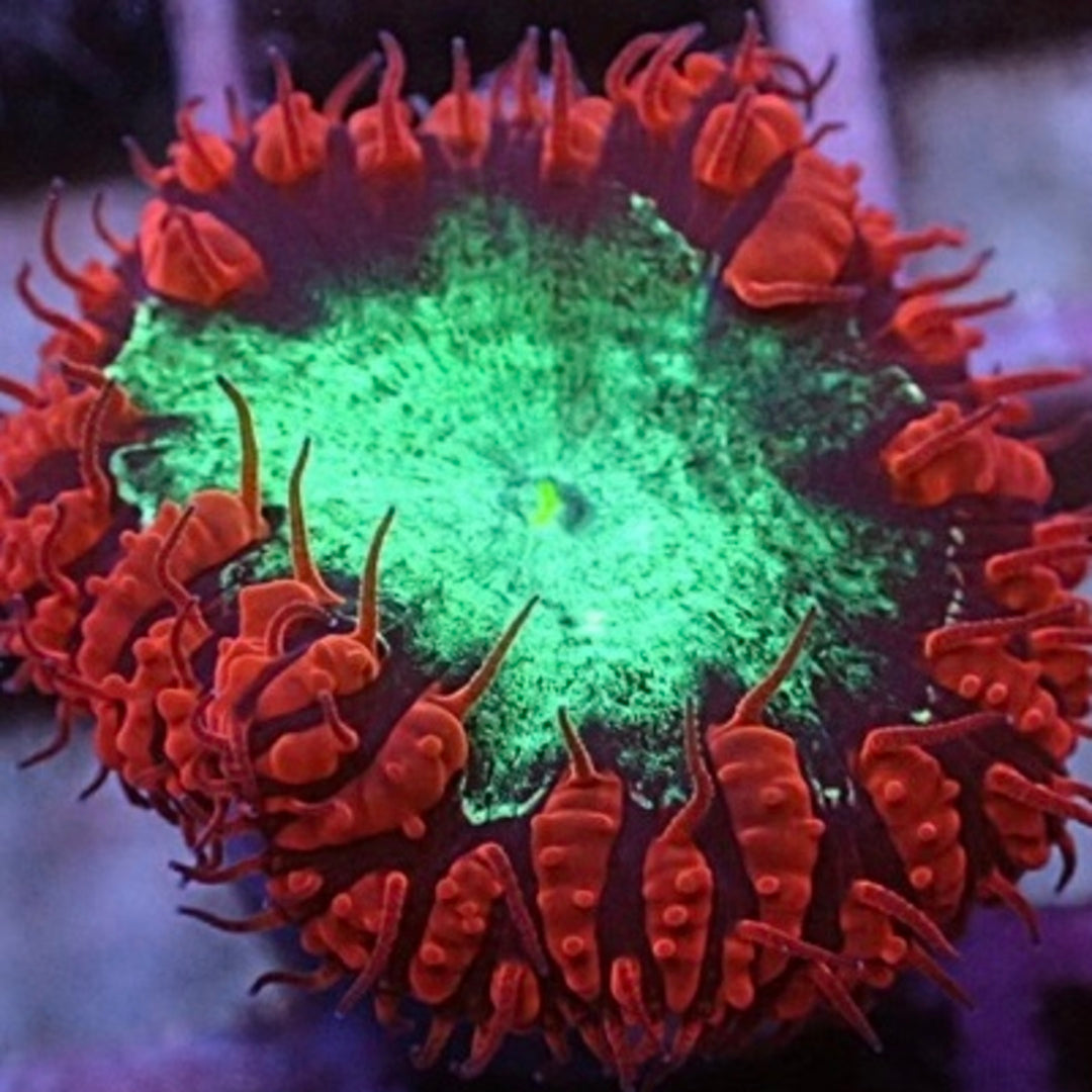 Blastomussa Wellsi II Premium Rot