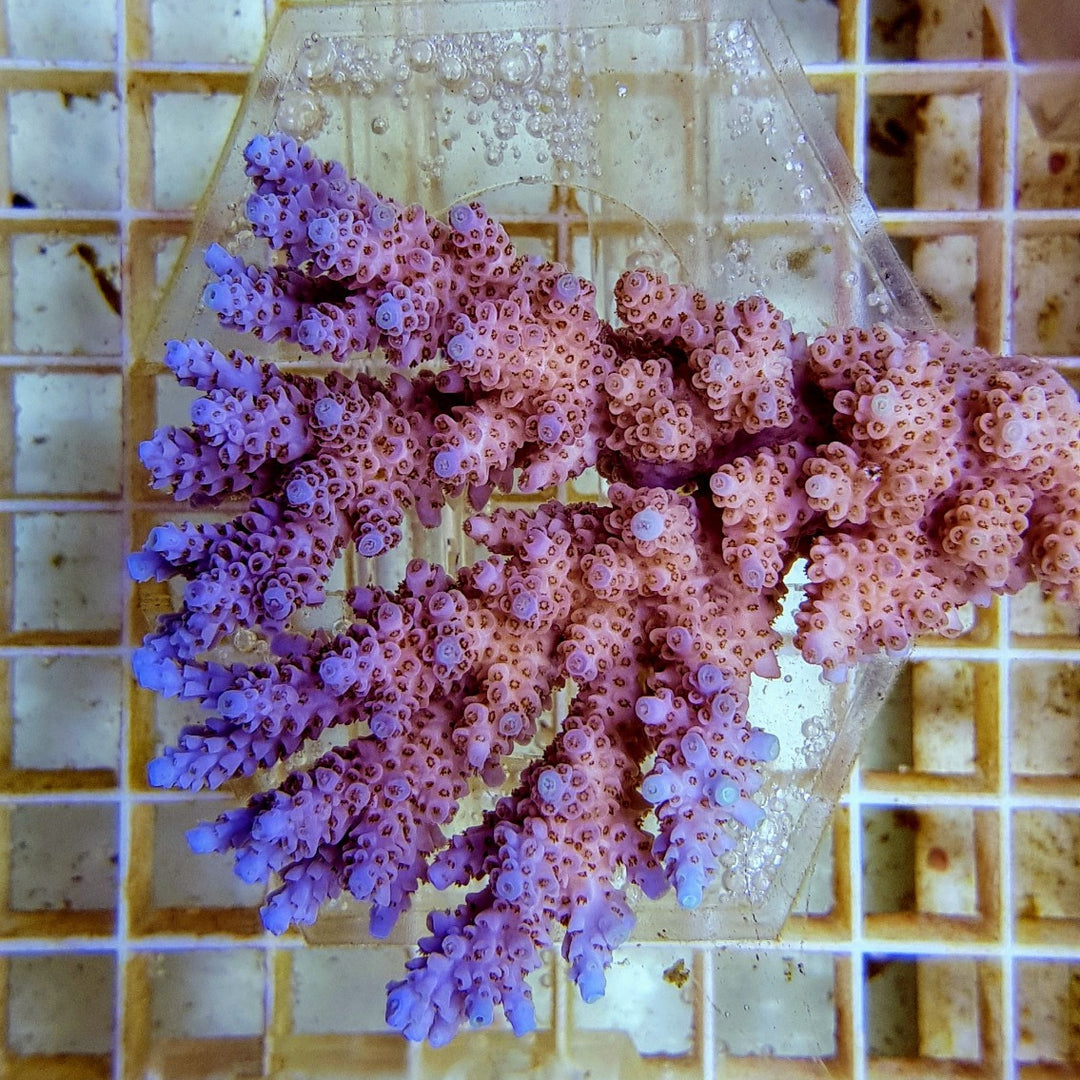 Acropora hyacinthus