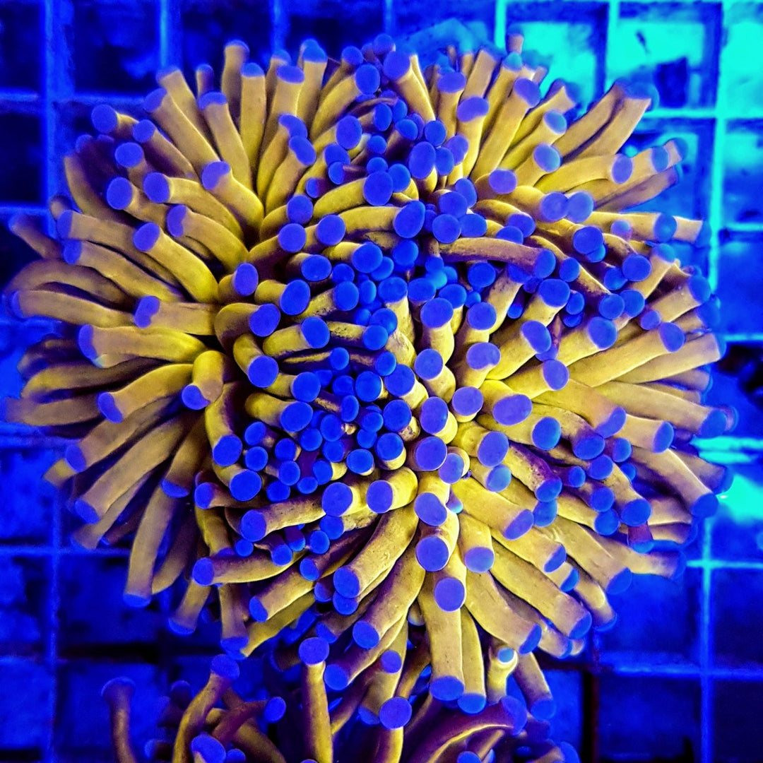 Euphyllia Banana Torch