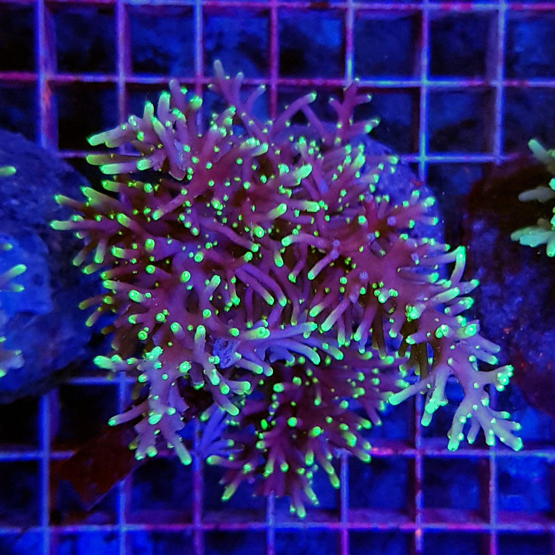Acropora Carduus