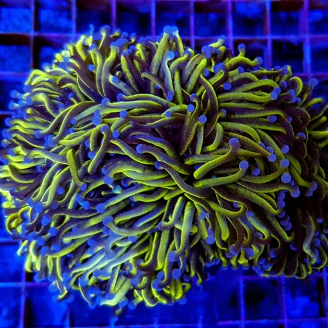 Euphyllia glabrescens Gold Torch