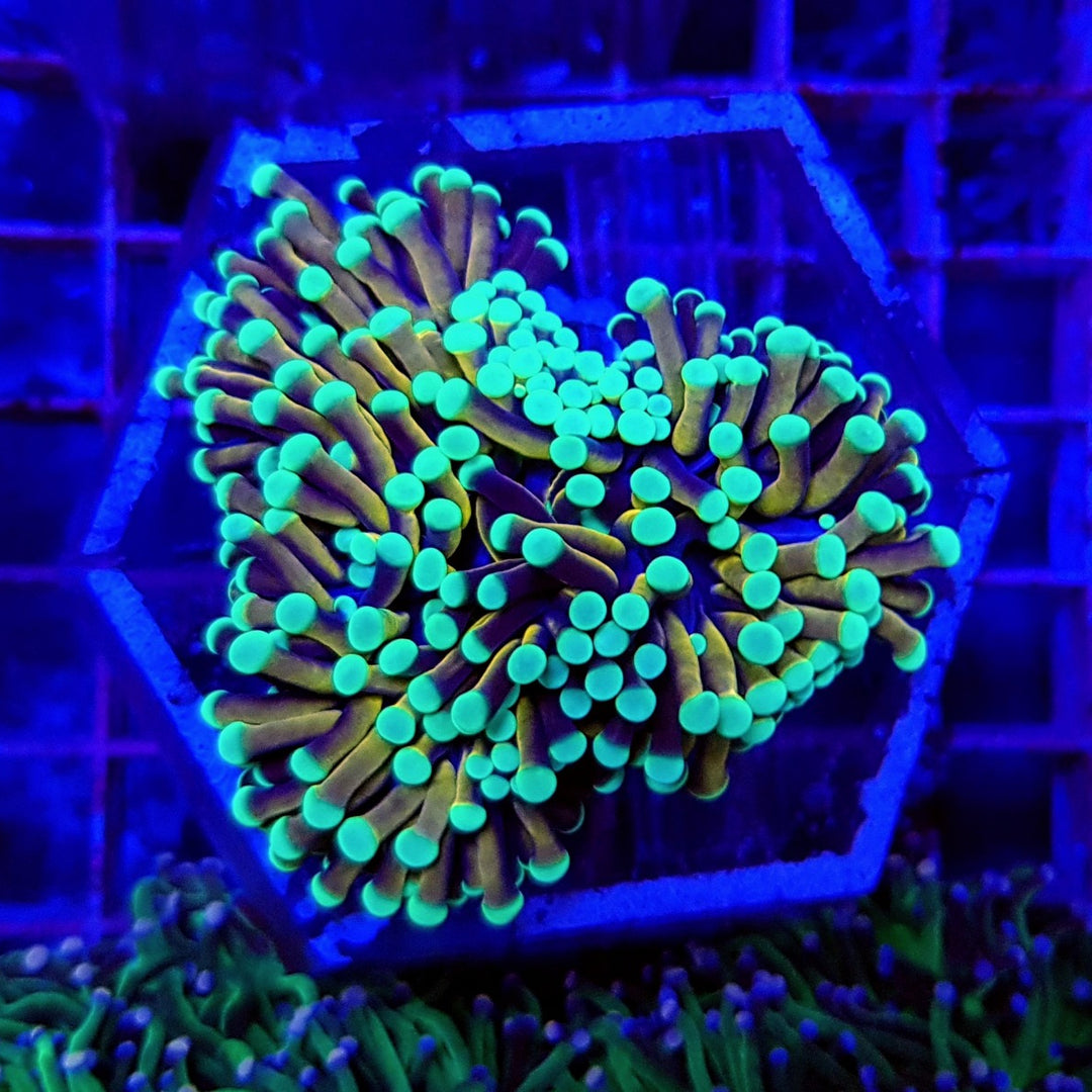 Euphyllia glabrescens NYKnicks