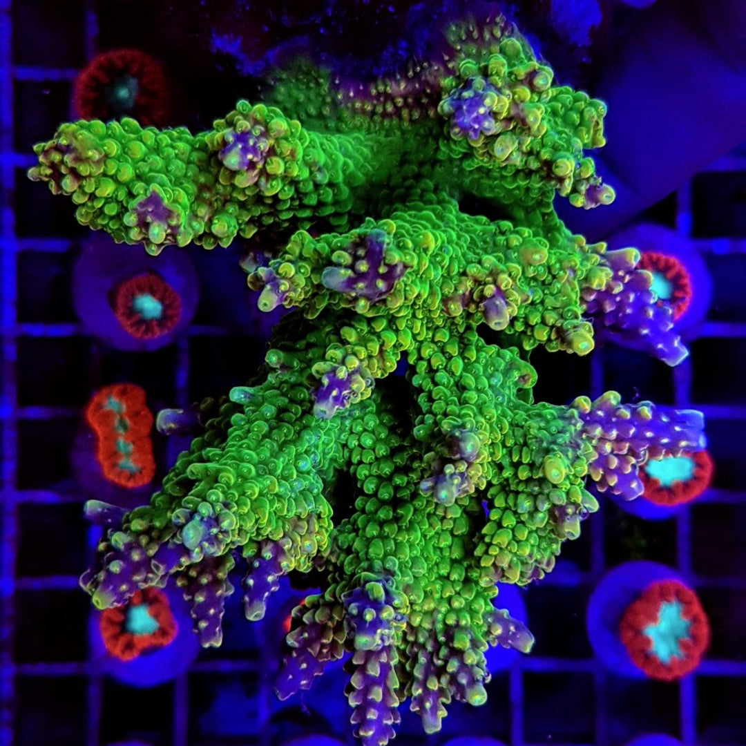 Acropora divaricata