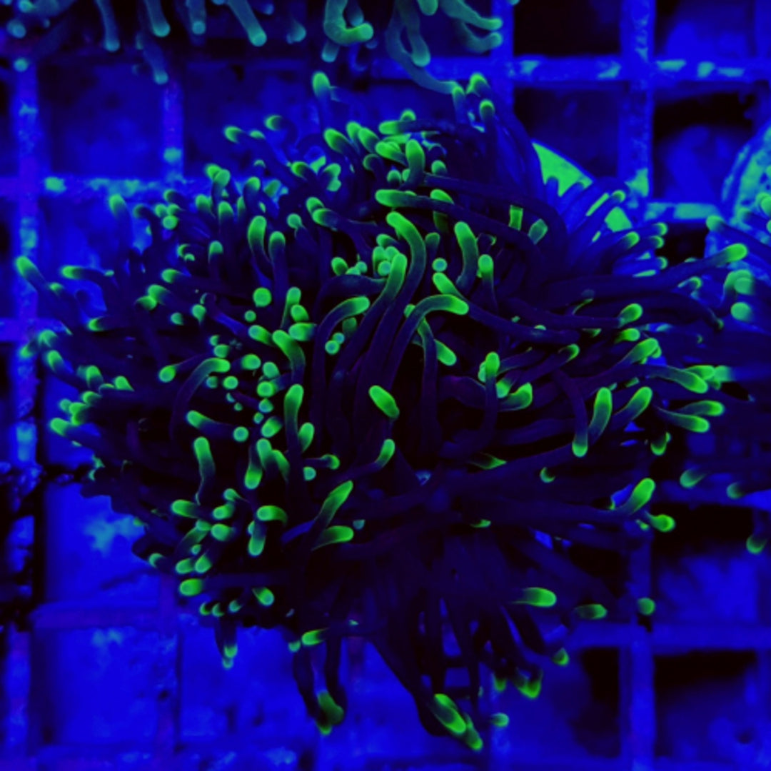 Euphyllia glabrescens Grün Premium
