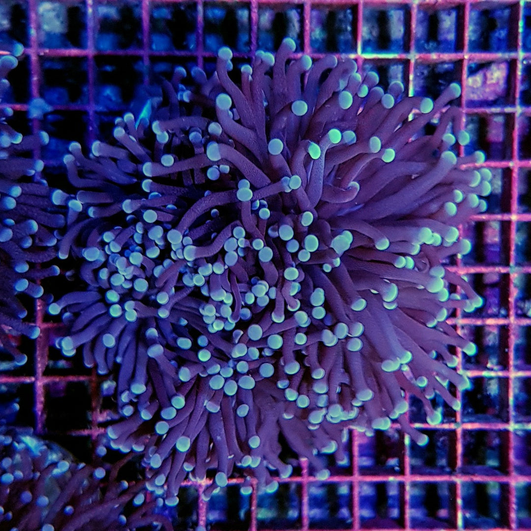 Euphyllia cristata - Black Torch