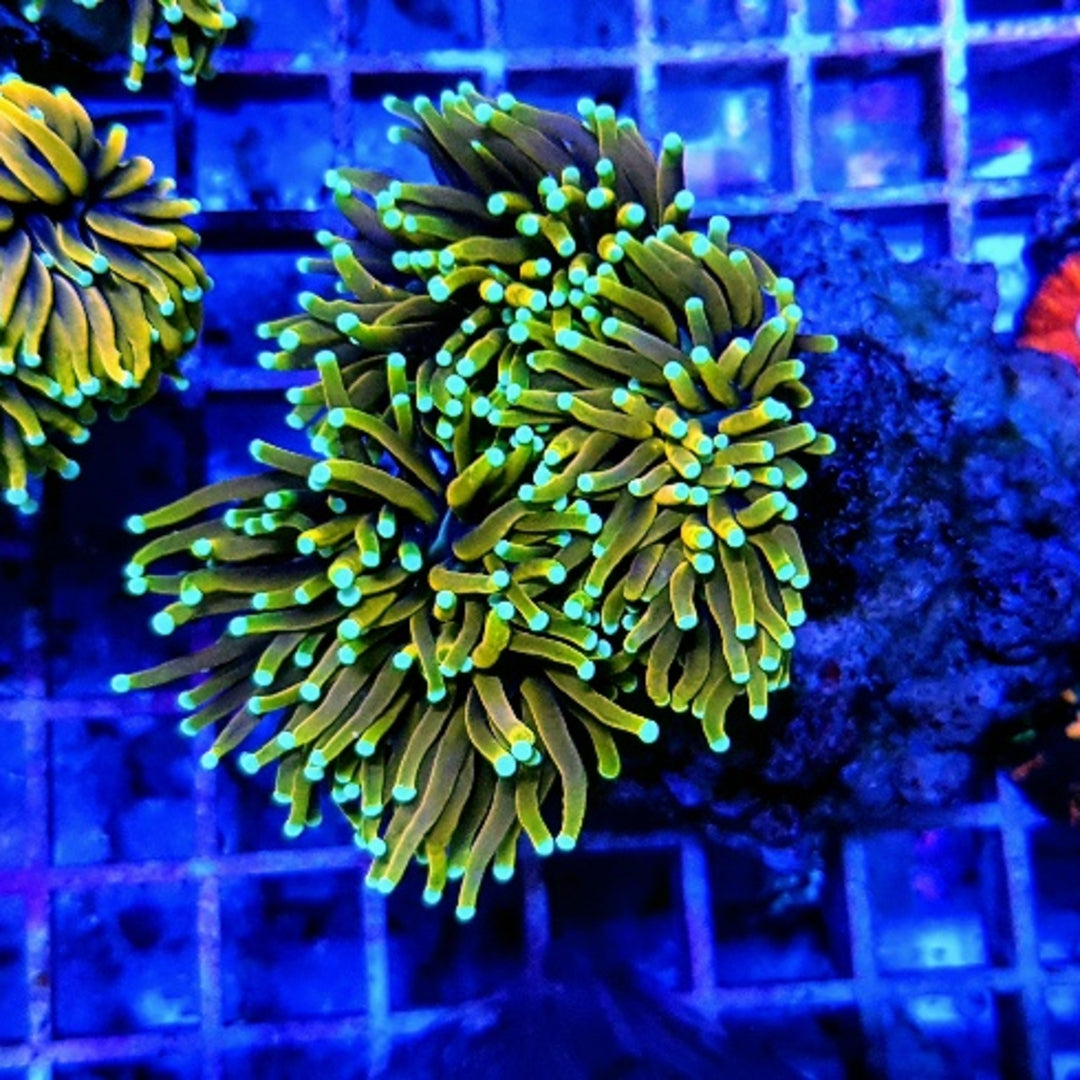 Euphyllia glabrescens Dragon Soul - Premium