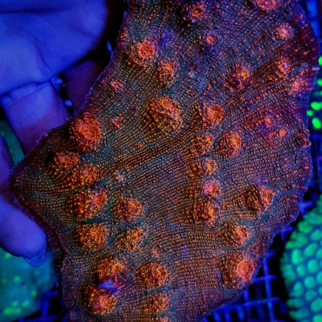 Echinophyllia Rod / orange Eye