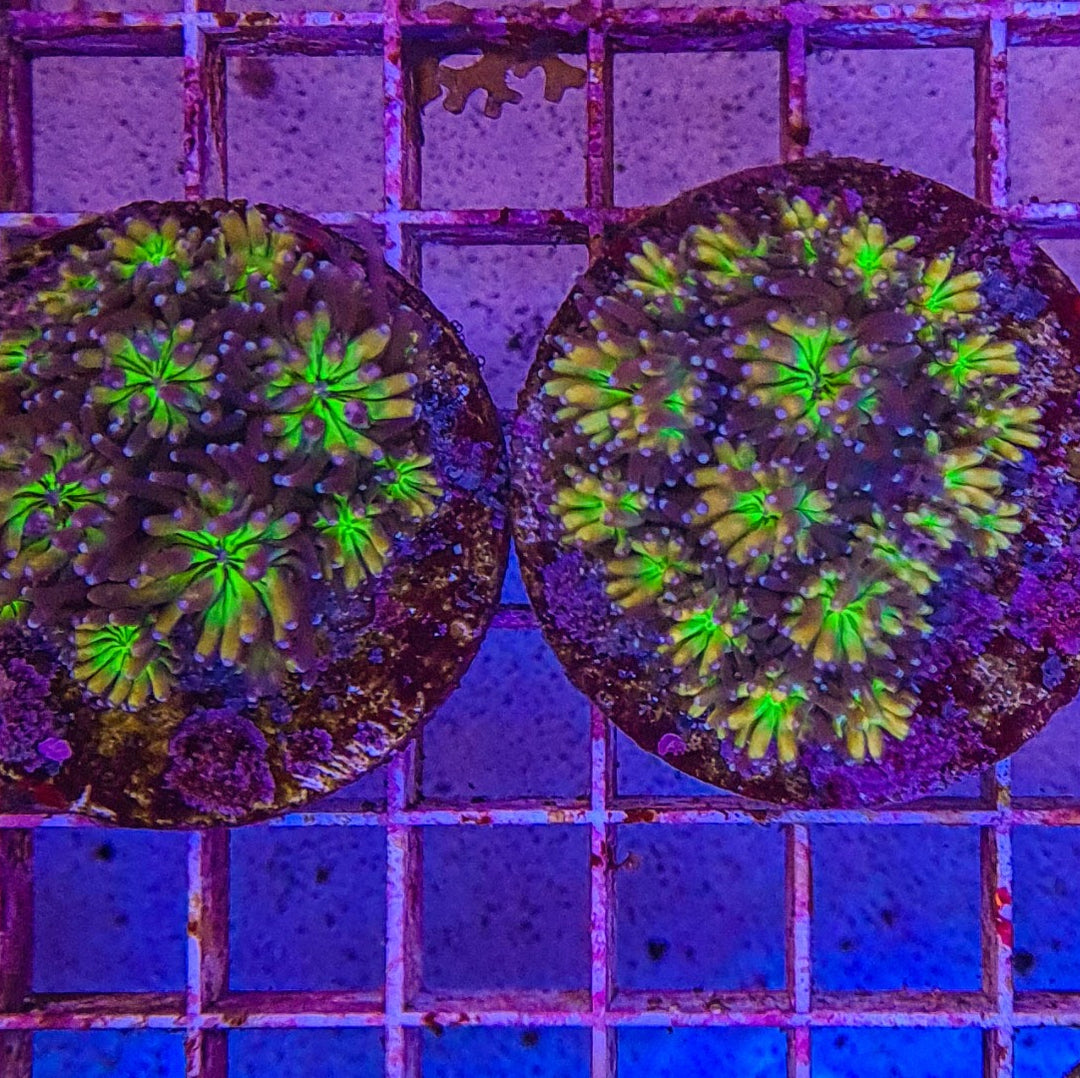 Galaxea Gold Rainbow