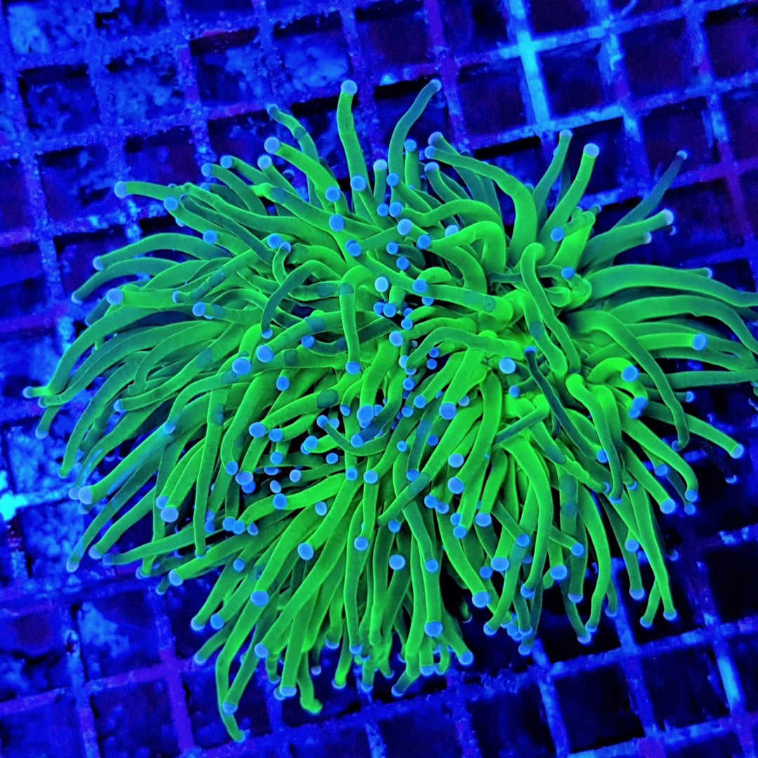 Euphyllia glabrescens Green Lantern