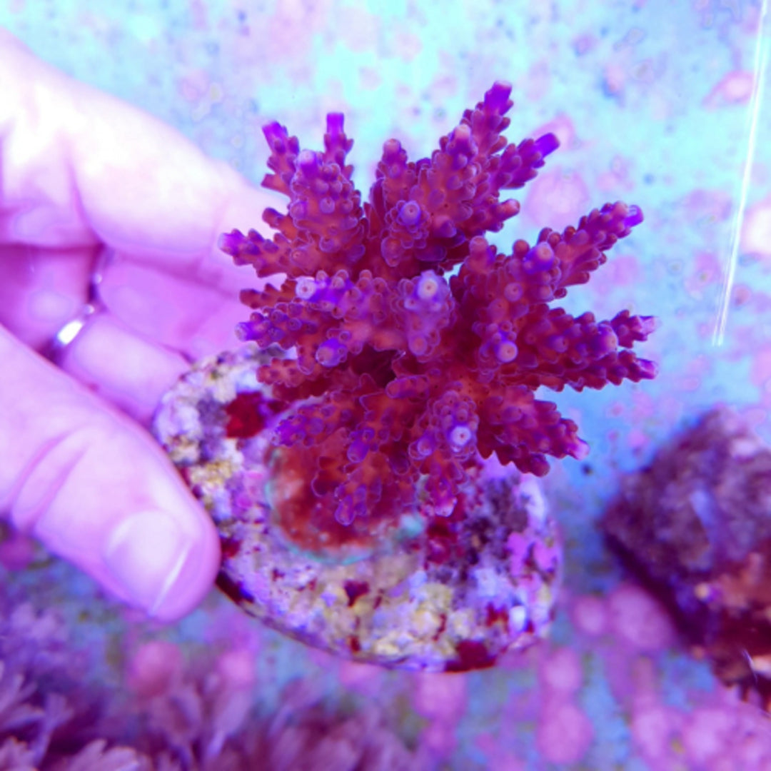 Acropora cerealis