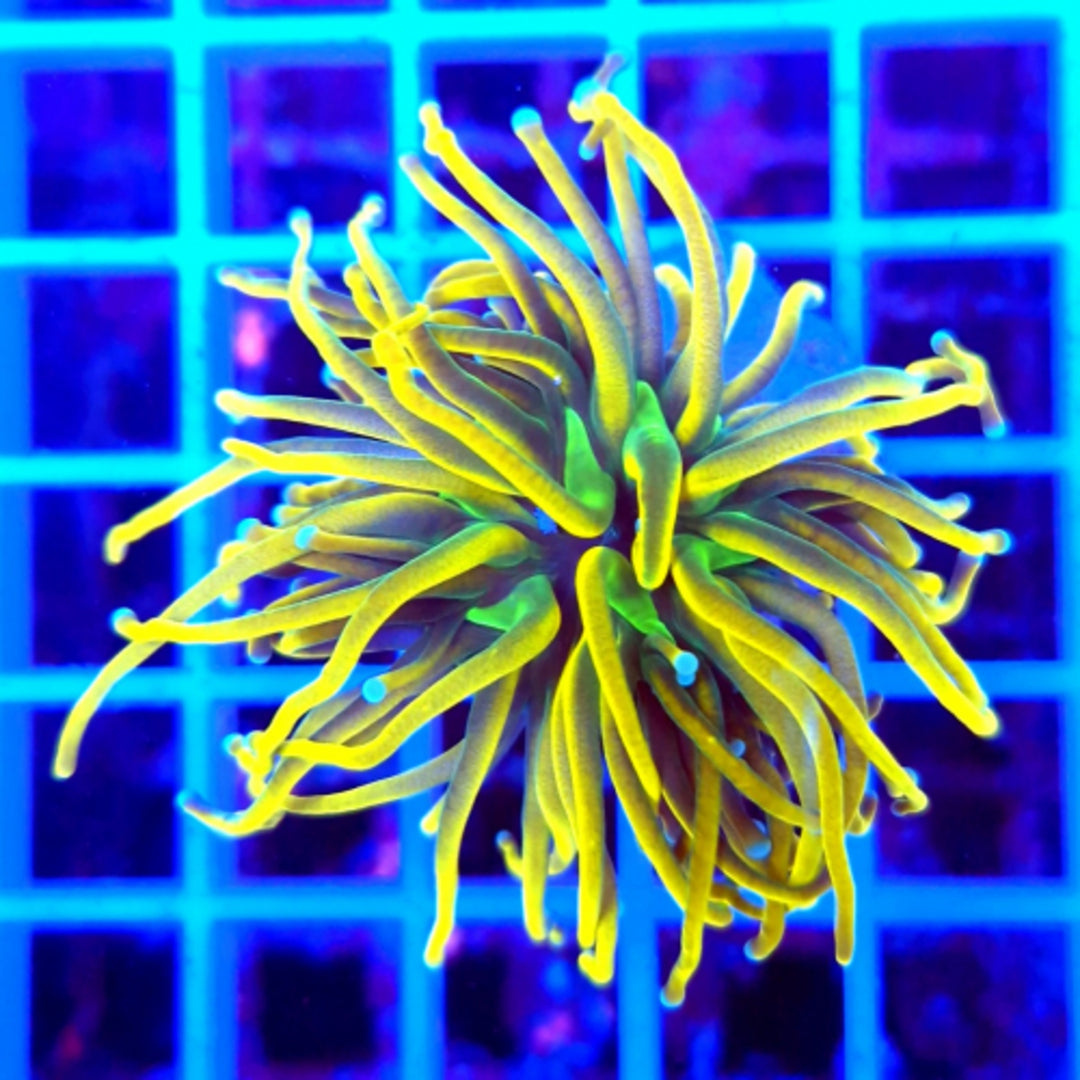 Euphyllia glabrescens Holy grail