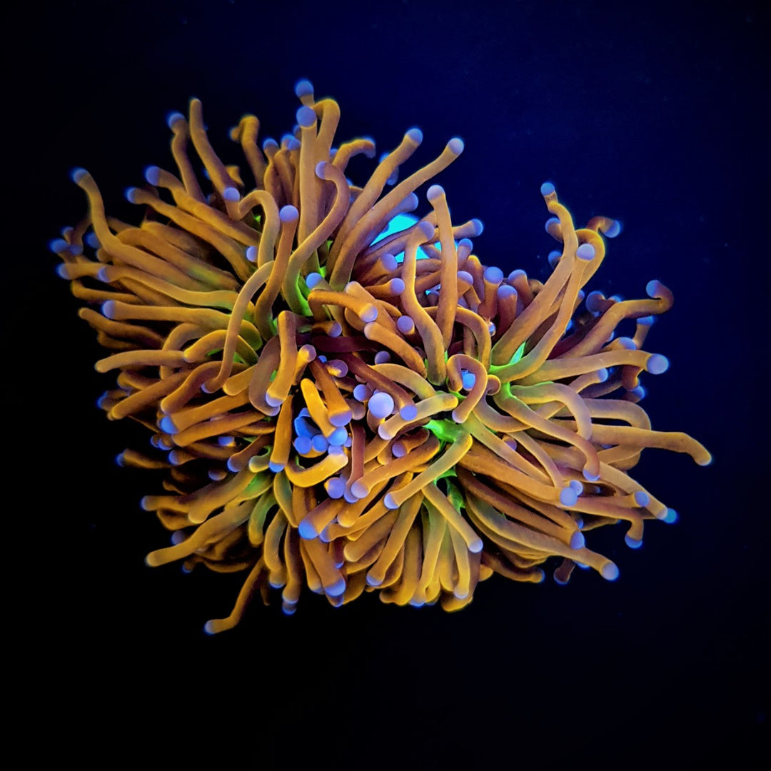 Euphyllia glabrescens Hellfire