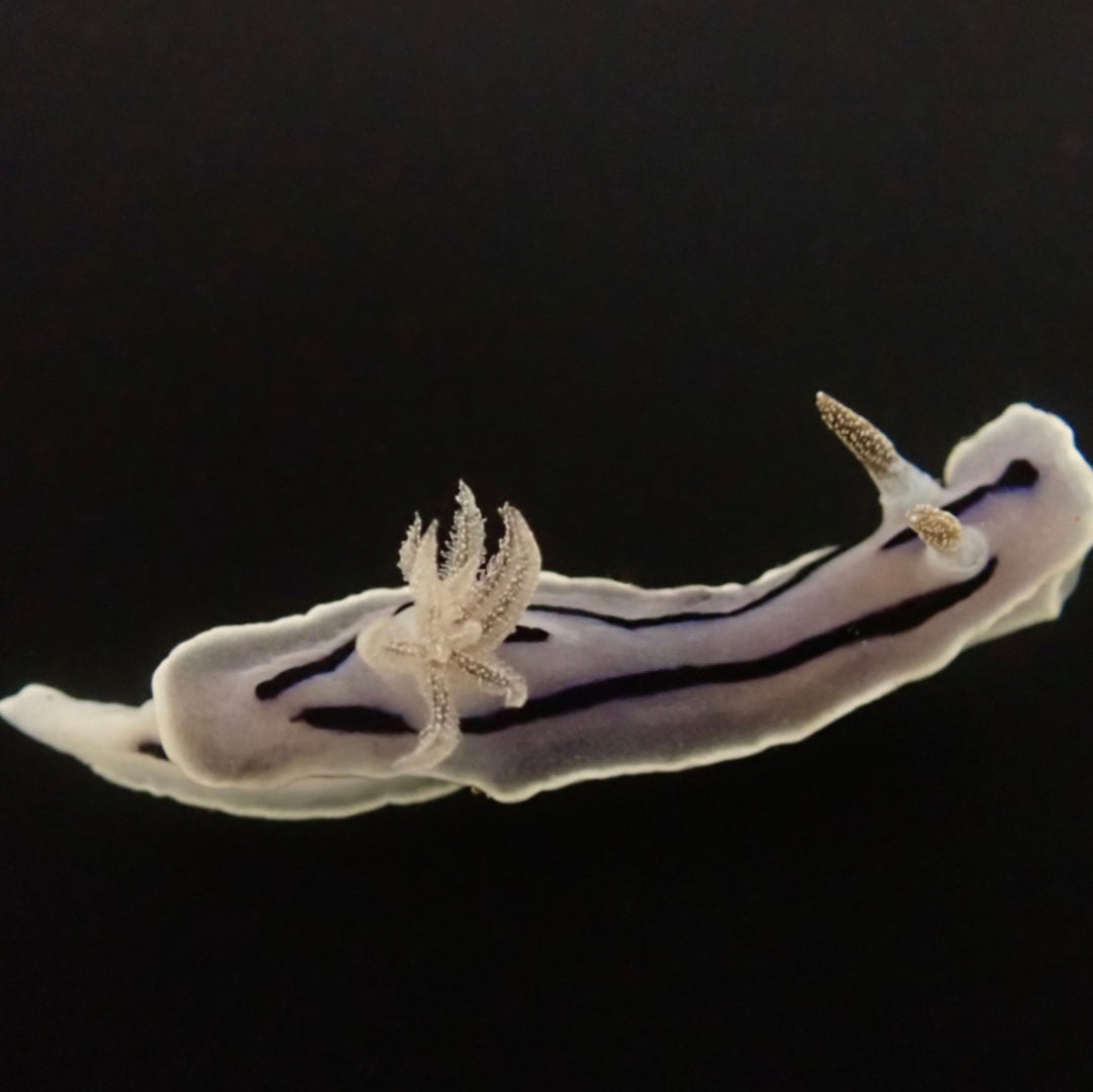 Chromodoris willani