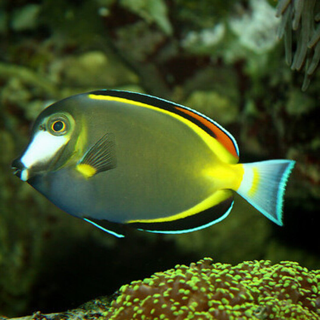 Acanthurus japonicus - Japanischer Doktorfisch