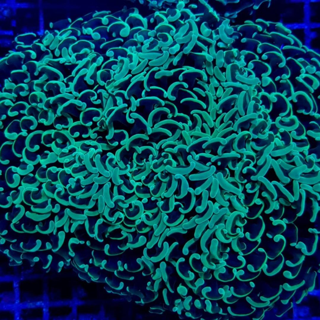 Euphyllia Ancora Grün