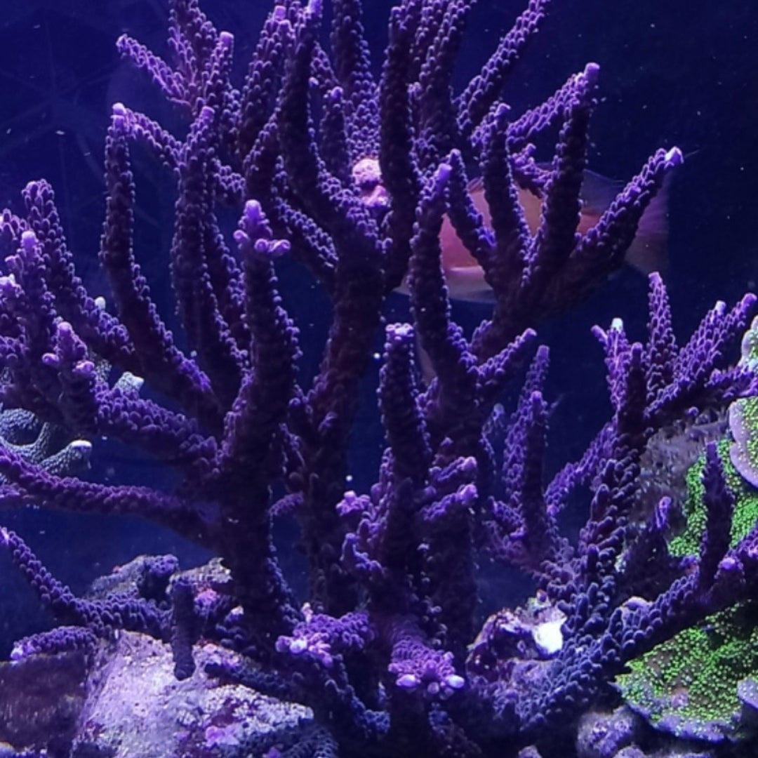 Acropora parilis Lila