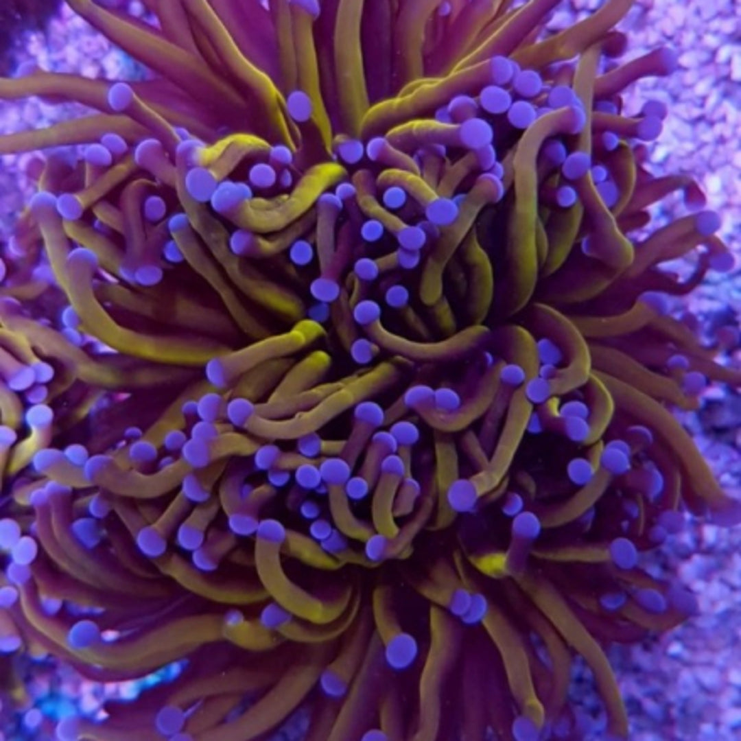 Euphyllia cristata - Gold Torch
