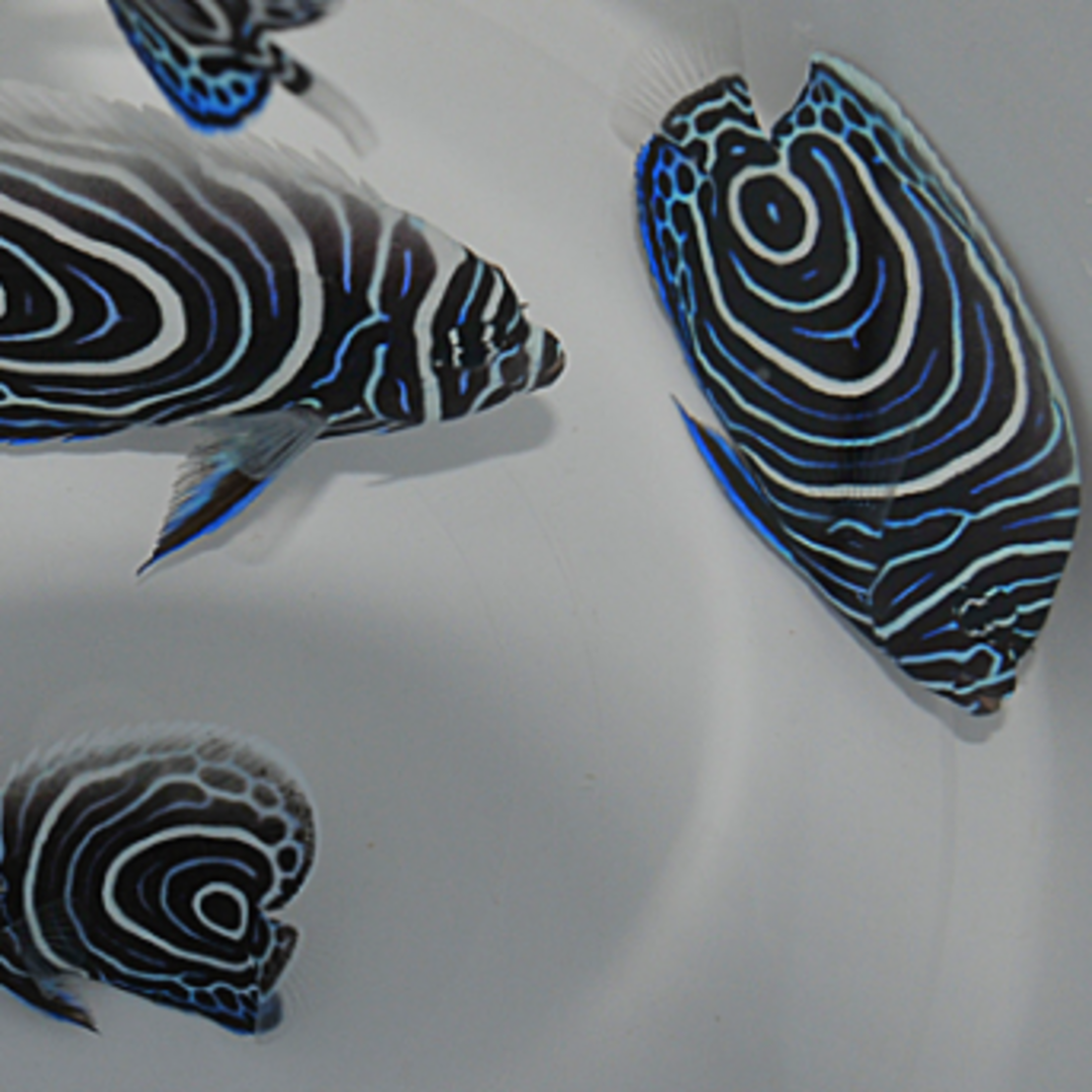 Imperator Kaiserfisch - Pomacanthus imperator