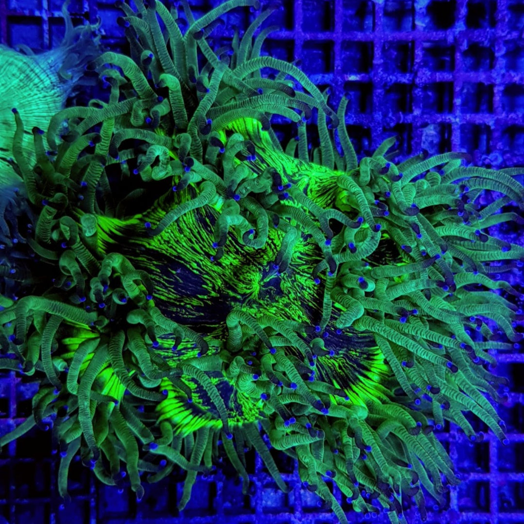 Catalaphyllia Jardinei - Wunderkoralle premium