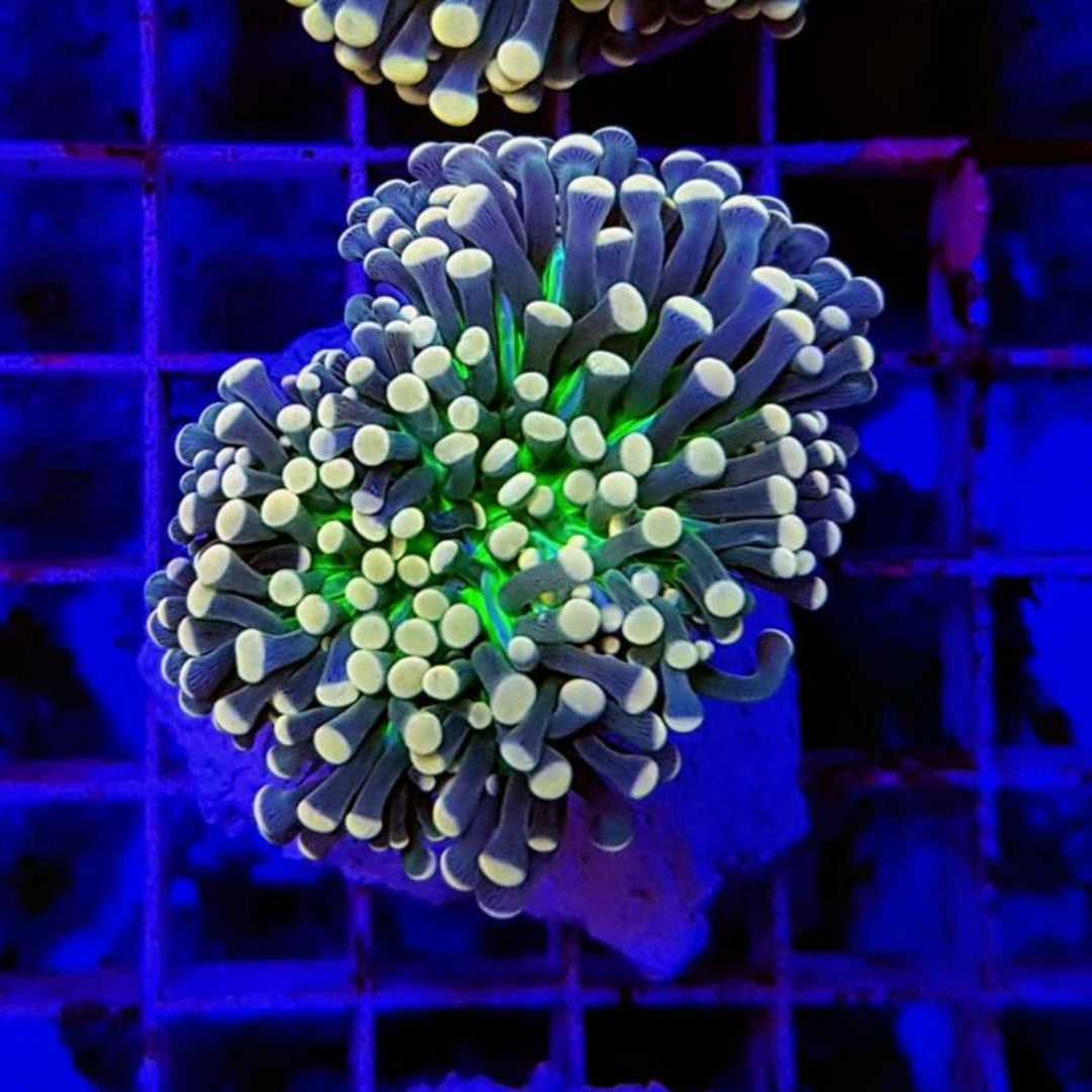 Euphyllia glabrescens Joker