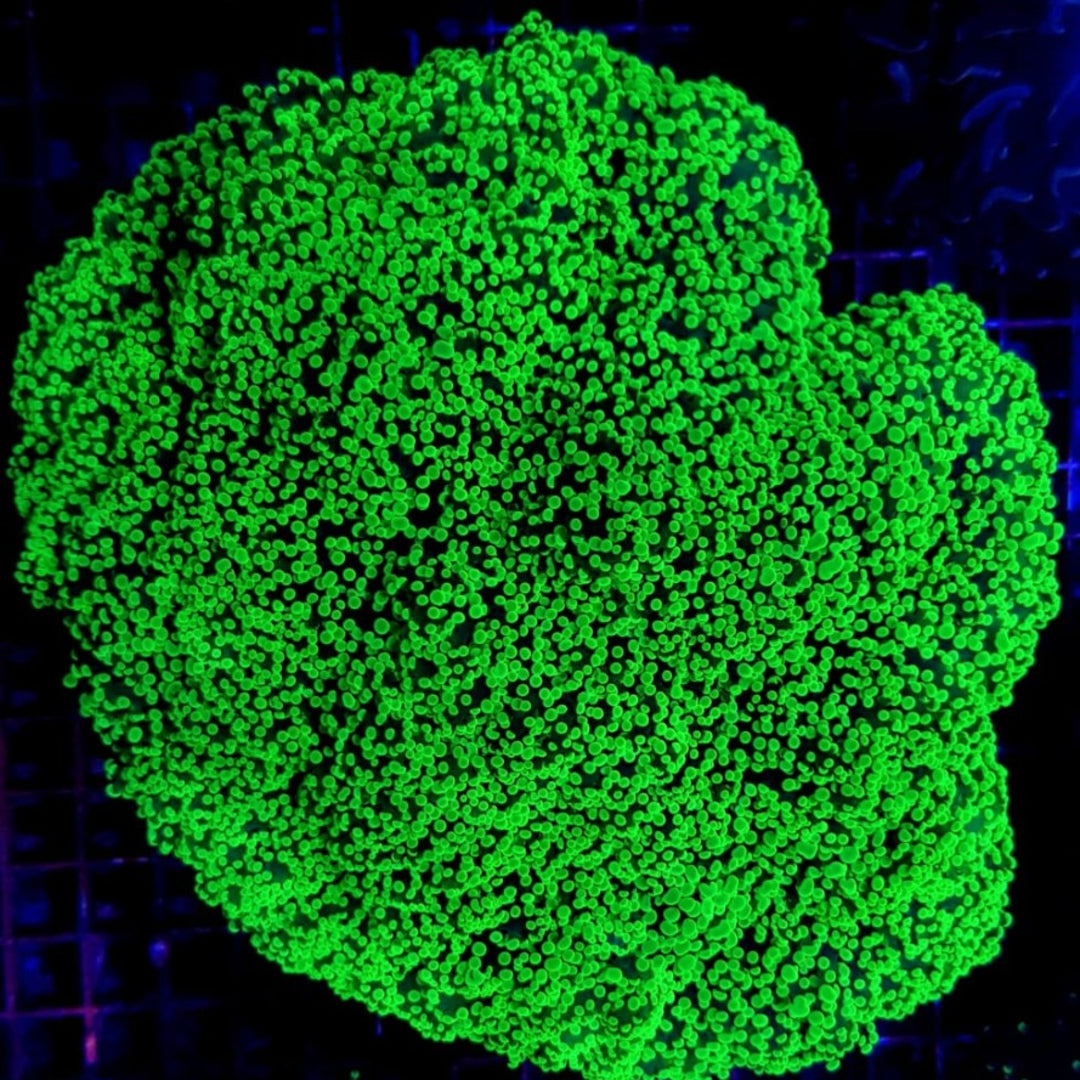 Euphyllia Divisa Grün Premium