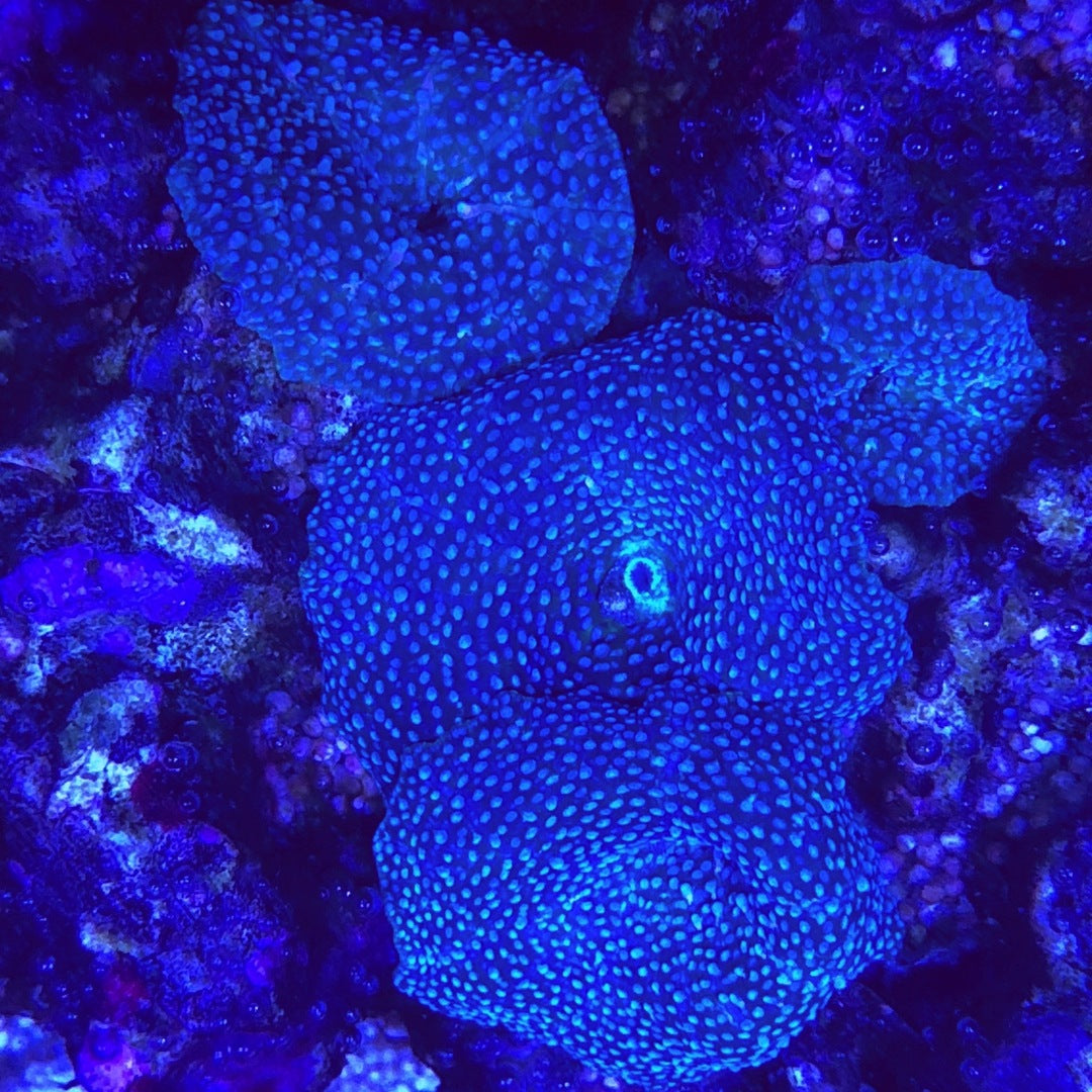 Discosoma coeruleus Blau ULTRA