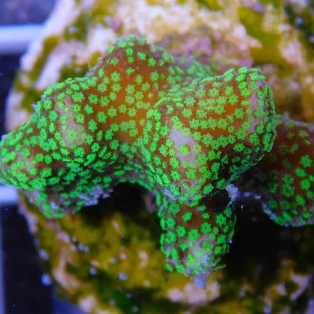 Stylophora pistillata grün