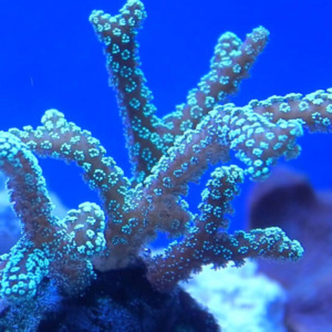Seriatopora caliendrum - grün