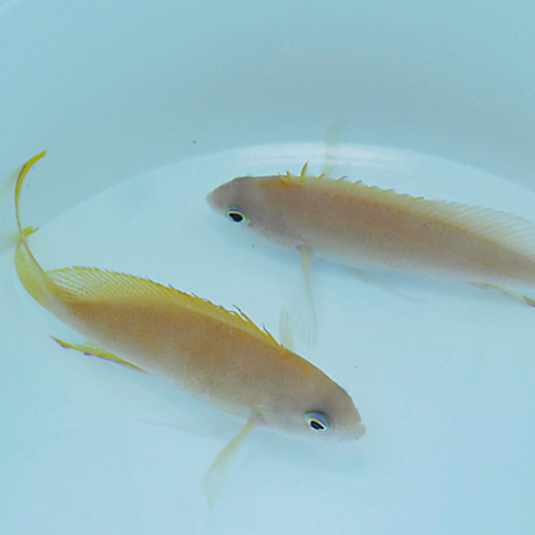 Pseudanthias pleurotaenia - Seitenstreifen Fahnenbarsch - weibchen