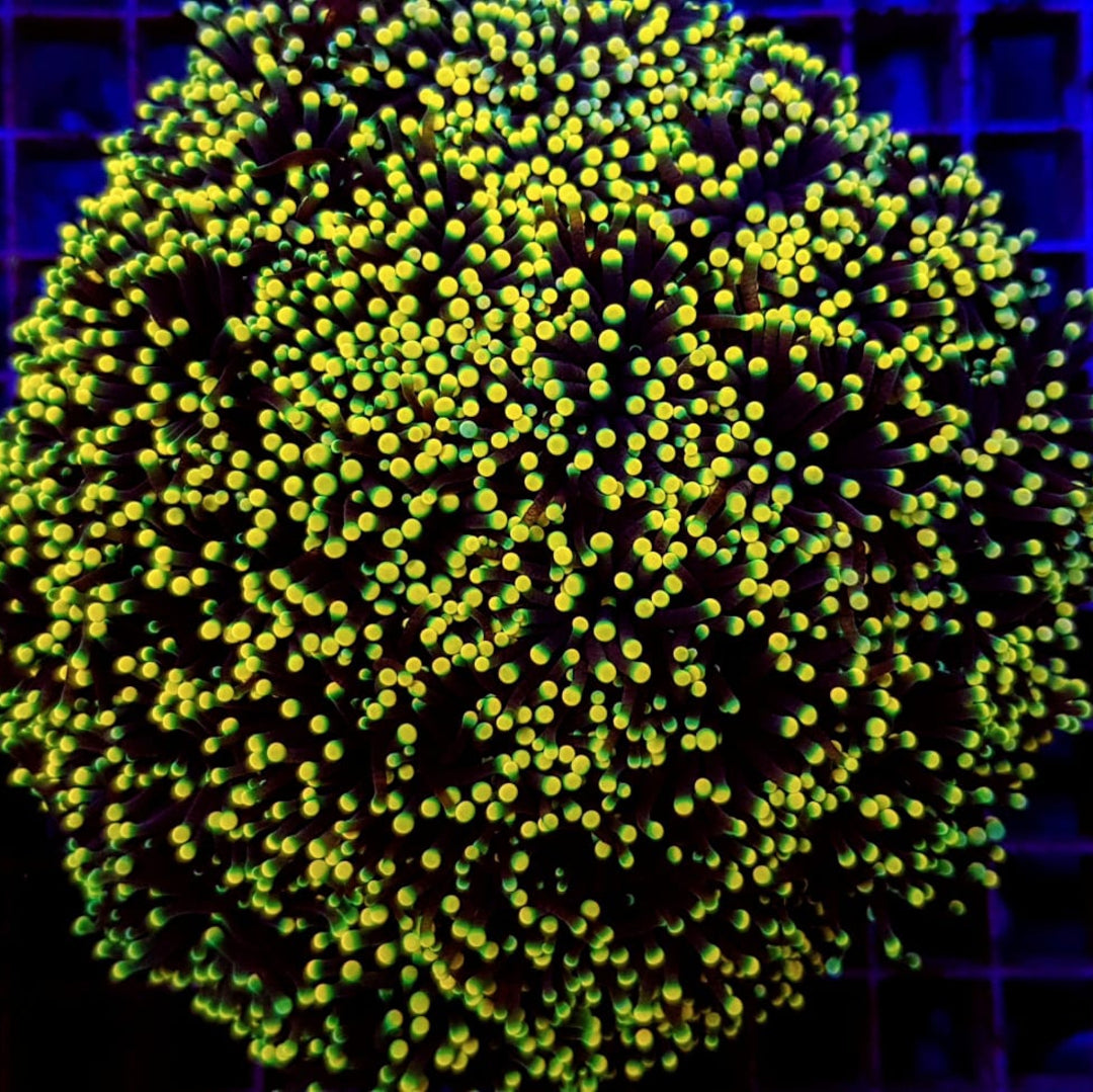 Euphyllia glabrescens Rasta Torch