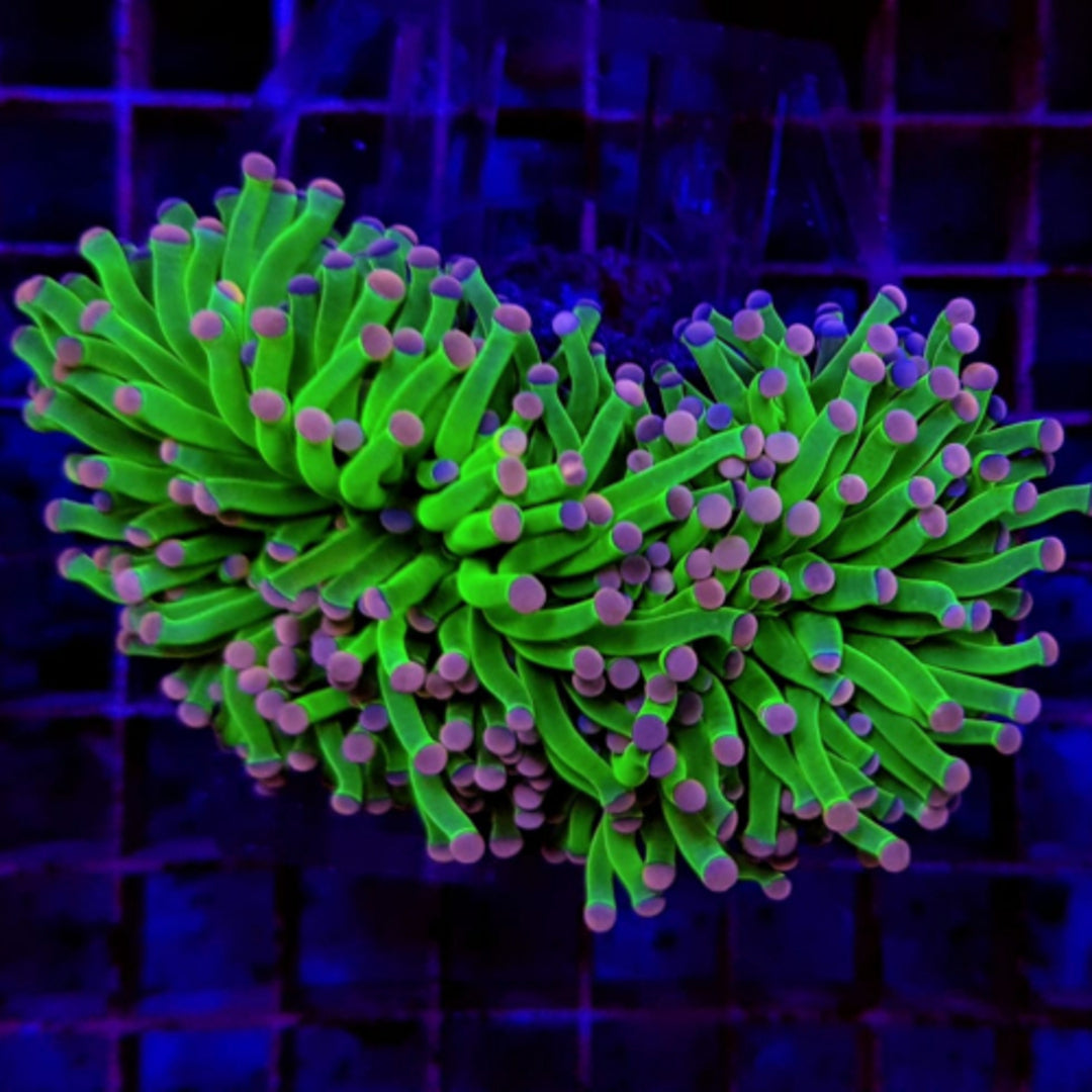 Euphyllia cristata Master