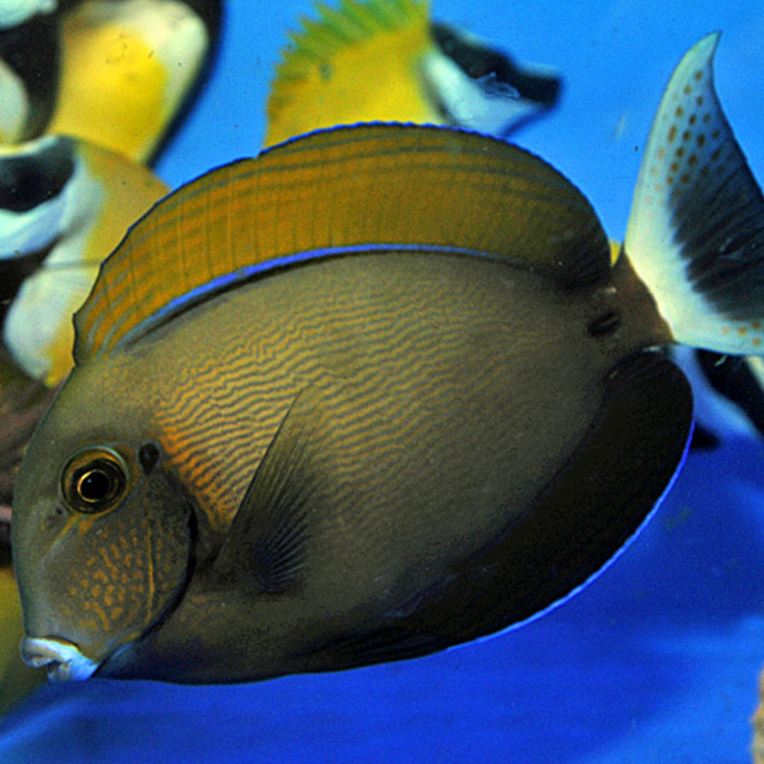 Acanthurus bariene - Augenfleck Doktorfisch