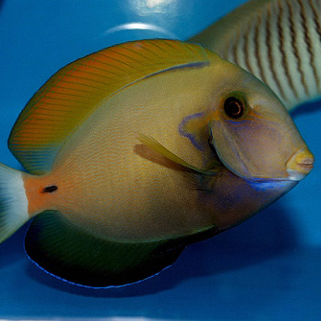 Acanthurus fowleri - Hufeisen Doktorfisch
