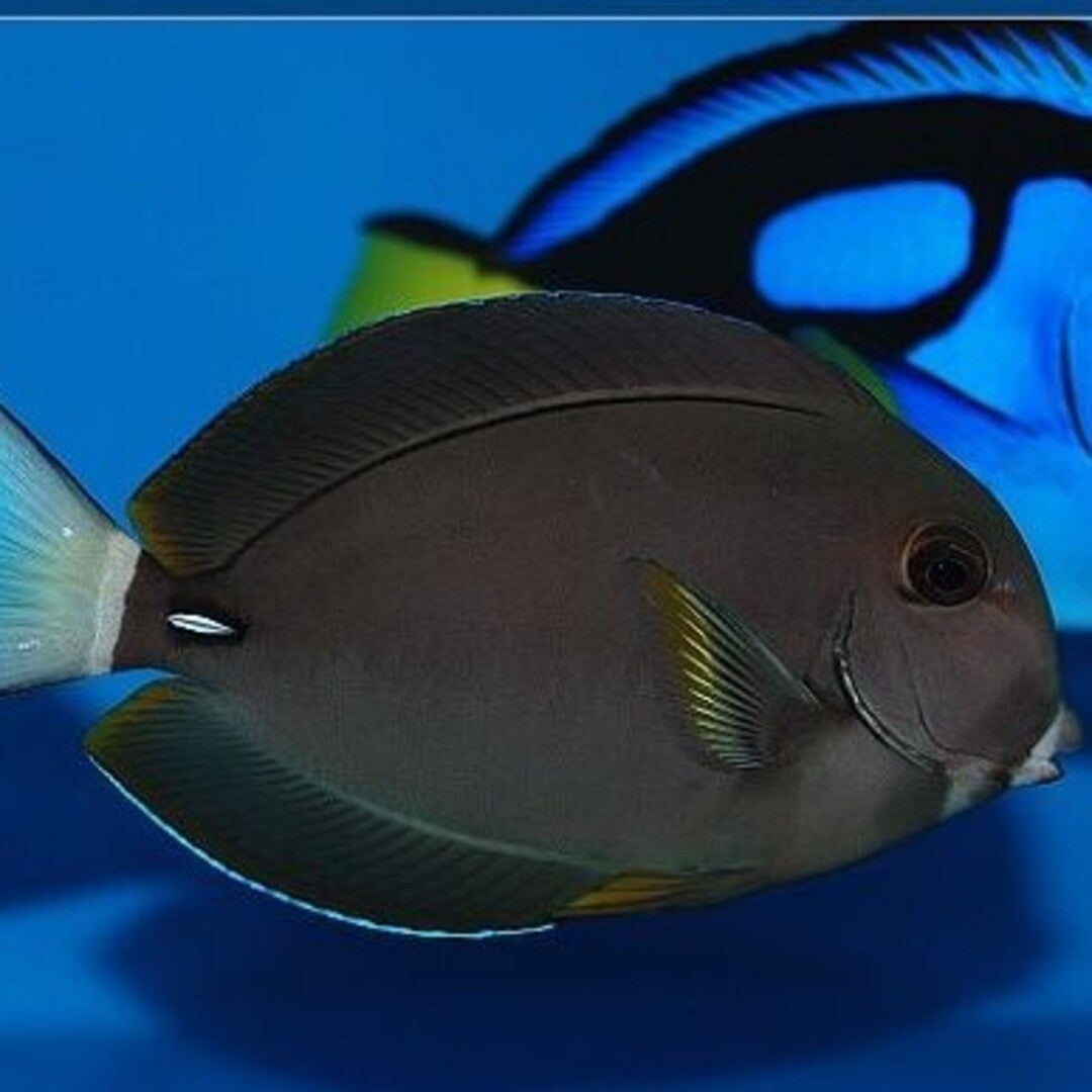 Acanthurus leucocheilus - Weisslippen Doktorfisch