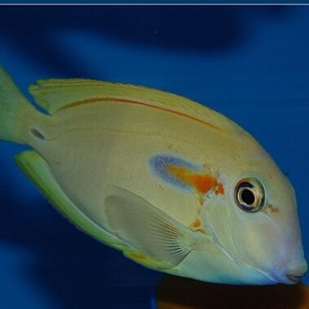 Acanthurus olivaceus - Orangefleck Doktorfisch