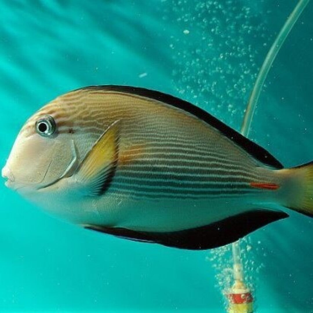 Acanthurus sohal - Arabischer Doktorfisch