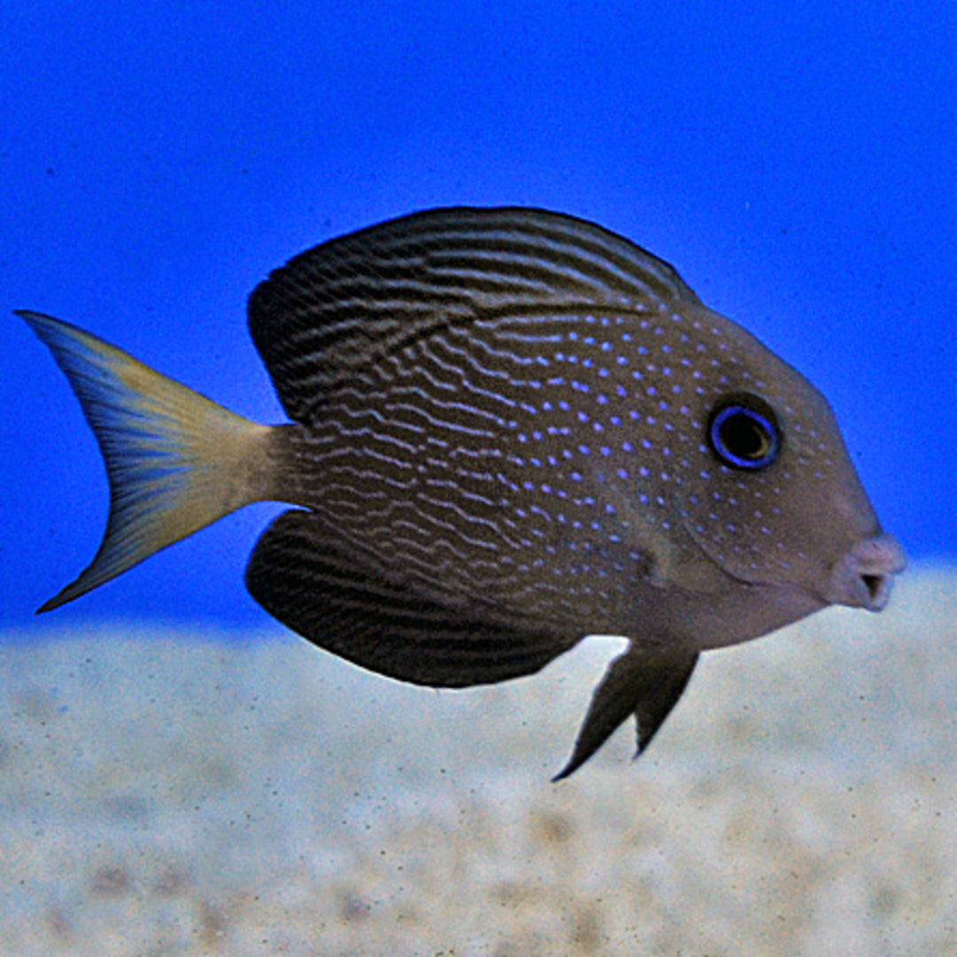 Ctenochaetus binotatus - Blauaugen Borstenzahn Doktorfisch