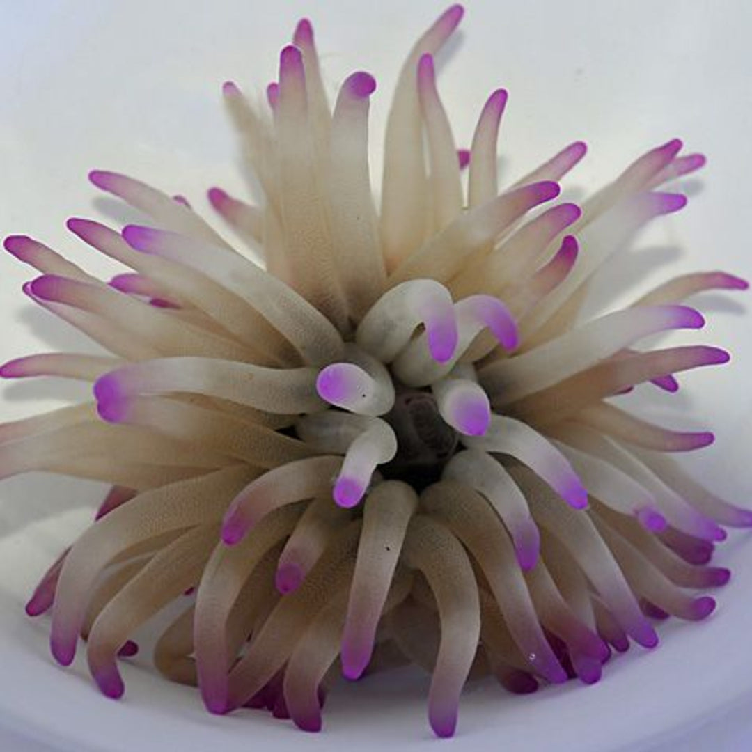 Condylactis gigantea - Florida Anemone Pinke Spitzen