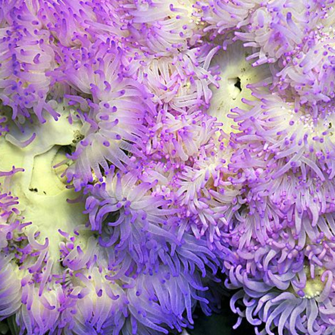 Heteractis aurora - Sandanemone (Lila/weiss)